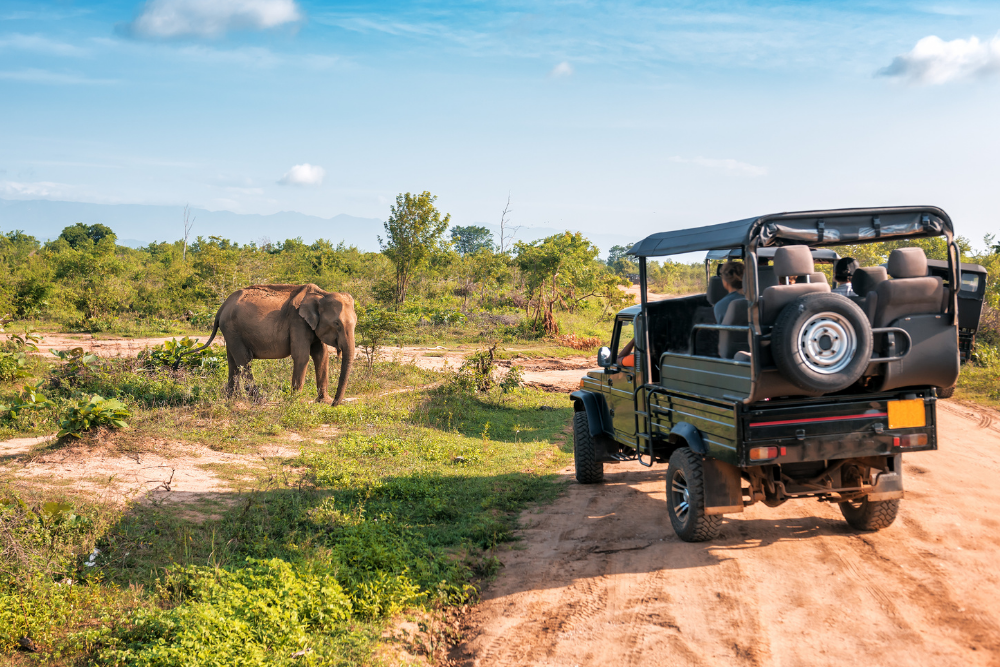 Safari